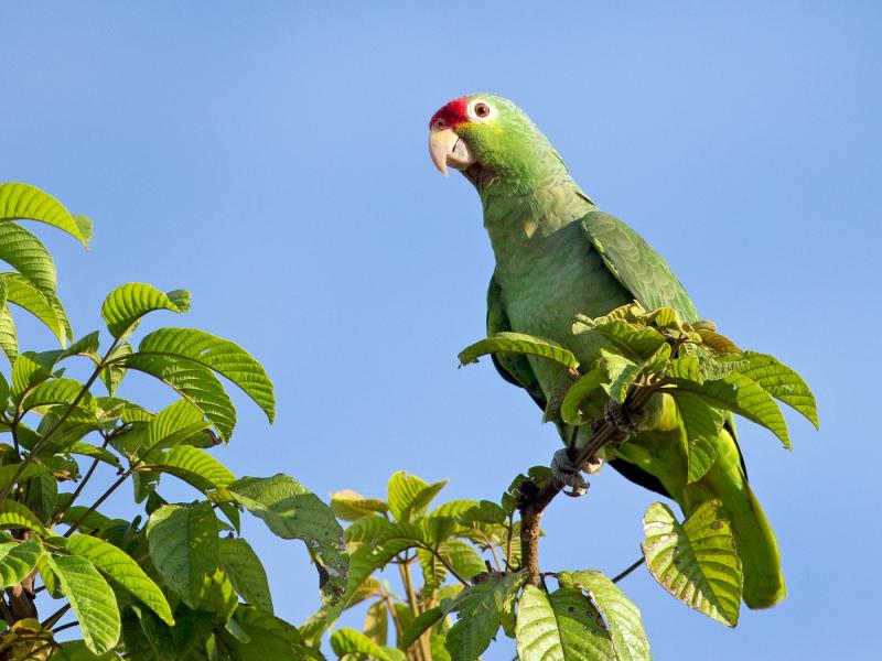 amazonas