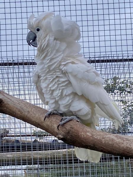 cacatua_alba