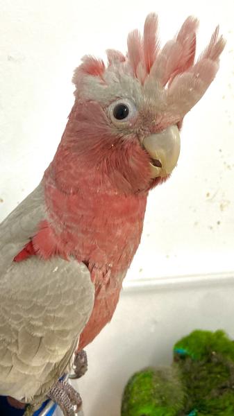 galah