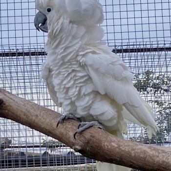 cacatua_alba