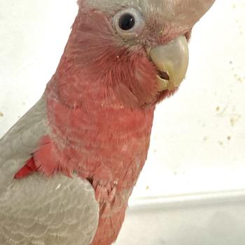 galah