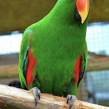 eclectus